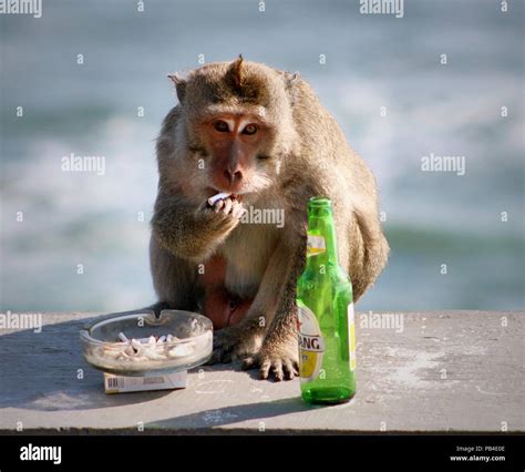 Smoking monkey hi-res stock photography and images - Alamy