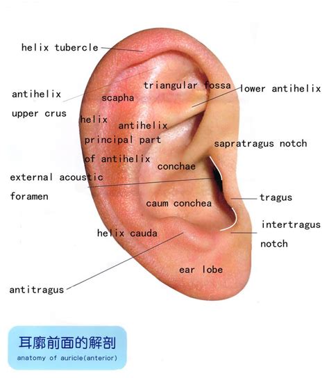 auriculair diagram - Google zoeken | Ooracupunctuur | Pinterest | Search and Anatomy