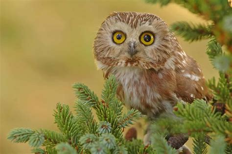 Owls In Idaho: Can You Find All Of These 14 Species?