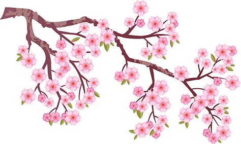 Japanese Cherry Blossom Illustrations, Royalty-Free Vector Graphics ...