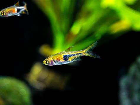 Lambchop Rasbora (Trigonostigma espei)