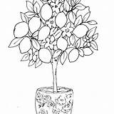 Lemon Tree Illustration sketch template