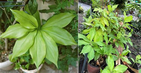 6 Potent Insulin Plant Benefits and Uses (Backed by Science) | Balcony Garden Web