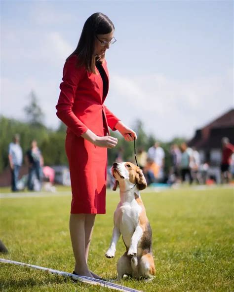 How Hard Is It to Train a Beagle? 7 Tips to Make Beagle Training Easier - PawCited