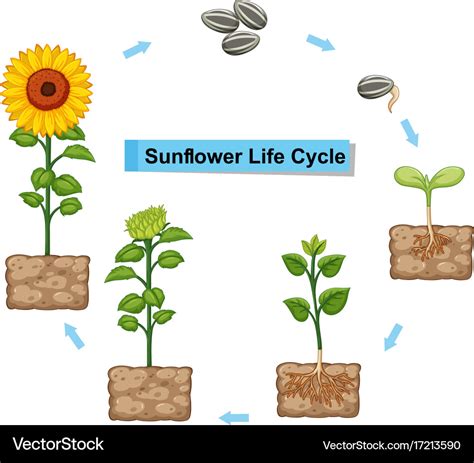 Diagram showing life cycle of sunflower Royalty Free Vector