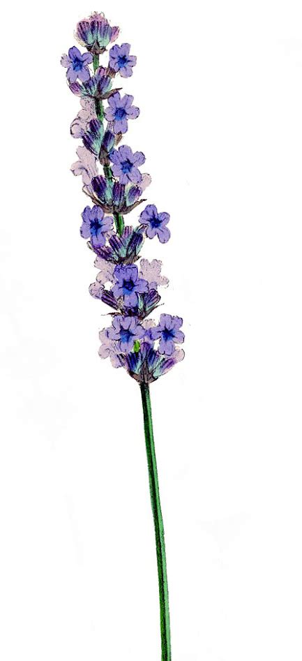 Lavender Flower Clip Art