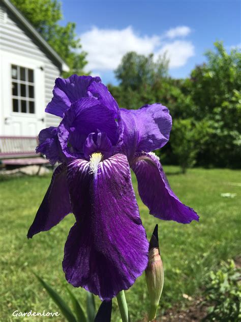 I love Irises in my cottage garden. | Cottage garden, Little garden, Garden