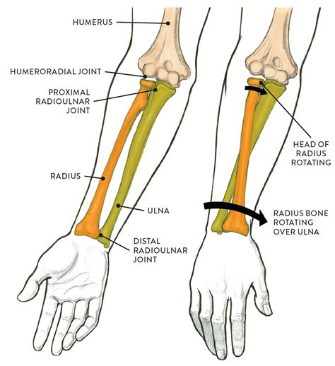 What Joint Structure Best Describes the Humeroulnar Joint - Myles-has-Kelly