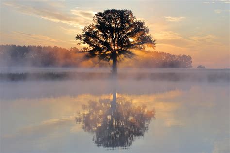 Tree Reflection in Lake Wallpaper, HD Nature 4K Wallpapers, Images and ...