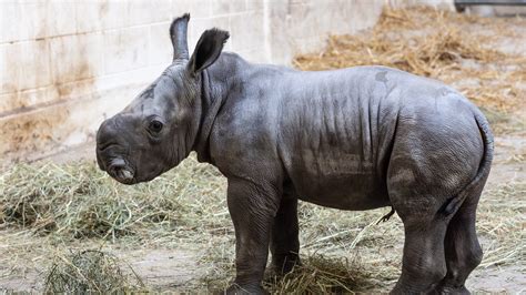 100-pound baby southern white rhinoceros born at zoo in Virginia