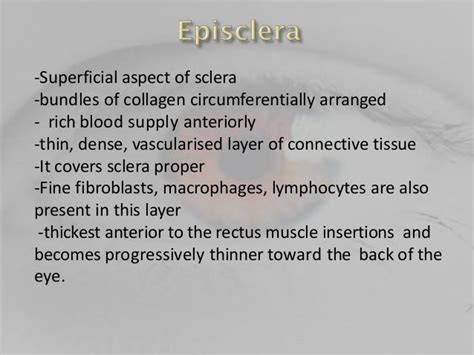 anatomy of sclera