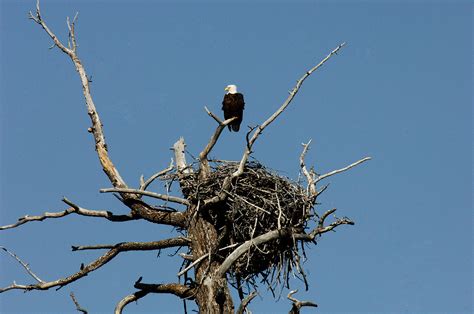 Photos: Bald eagle bird bath