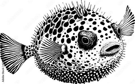 Fugu fish, vector sketch drawing. Japanese puffer fish Stock Vector ...