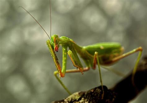 The Bizarre Mating Rituals of the Praying Mantis