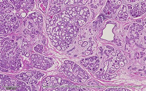 Histology Of Mammary Gland