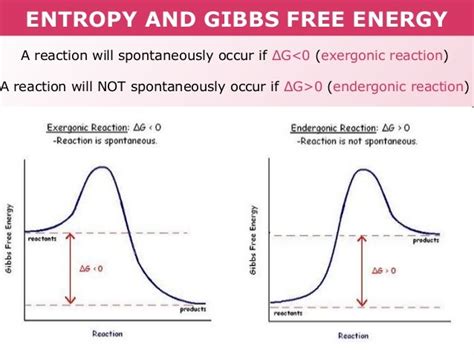 Tang 05 entropy and gibb's free energy