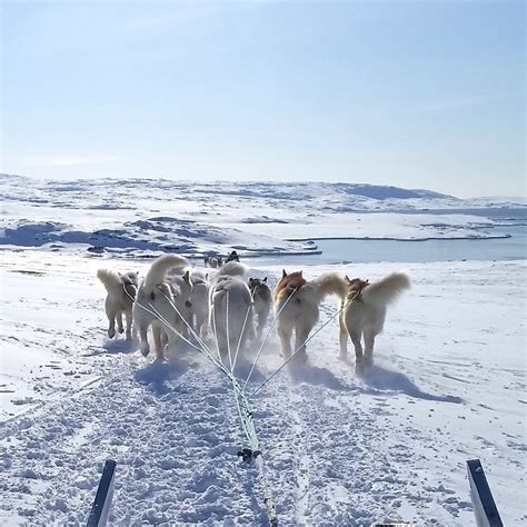 Unique Sled Dogs Helped the Inuit Thrive in the North American Arctic ...