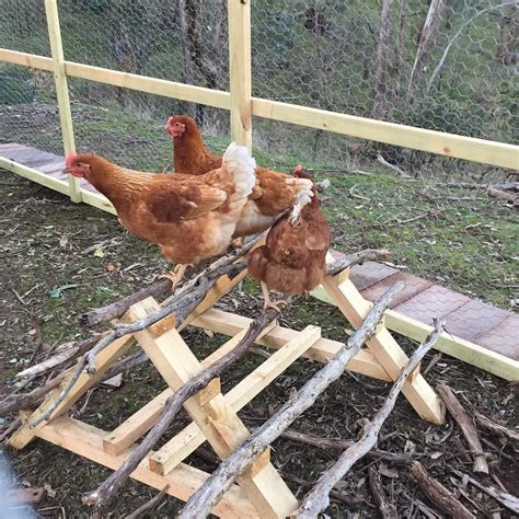 28 Cheap And Clever DIYs For Anyone Who Raises Chickens Galinheiro ...