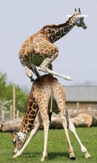 21 Genius Animals Taking Teamwork To A Whole New Level - Page 2 of 2