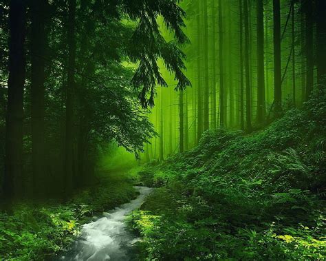 Clear Forest Wallpapers - Top Free Clear Forest Backgrounds - WallpaperAccess