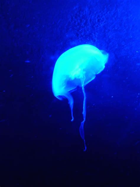 Jellyfish, Dallas World Aquarium, Dallas, TX - June 2014 #worldcolors # ...