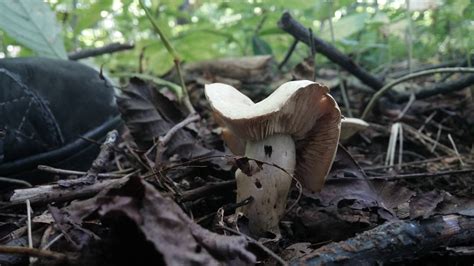 michigan mushroom need ID. - Mushroom Hunting and Identification - Shroomery Message Board