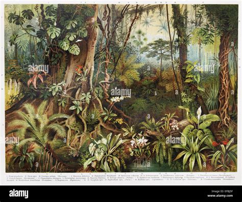 Vintage drawing of tropical forest plants from the beginning of 20th Stock Photo: 78317051 - Alamy