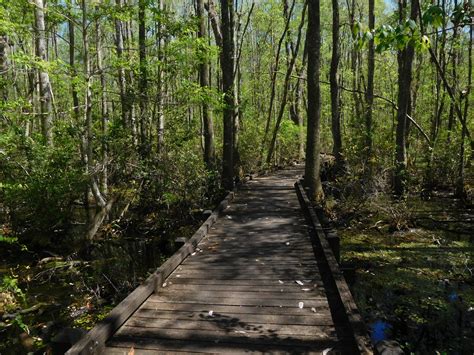 Osceola National Forest, Florida | Julie Journeys