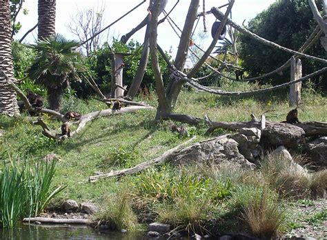 File:Wellington Zoo Monkey Island.JPG - Wikimedia Commons