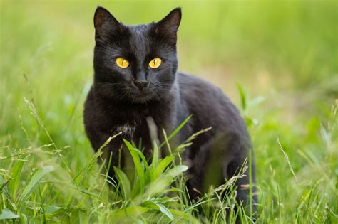 Ten Interesting Facts About Black Cats | Pets4Homes