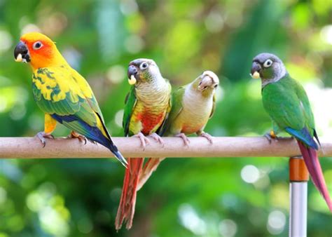 Conure Birds - A Comprehensive Guide to Conure's Diverse Group