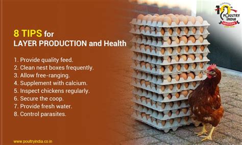 8 Tips for your Layer Chickens Healthy and Egg Production !! Visit us ...