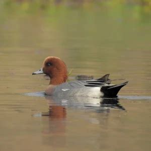 Eurasian Wigeon - Facts, Diet, Habitat & Pictures on Animalia.bio