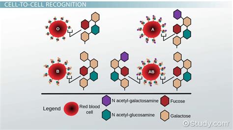 Glycoprotein in the Cell Membrane | Structure & Function - Lesson | Study.com