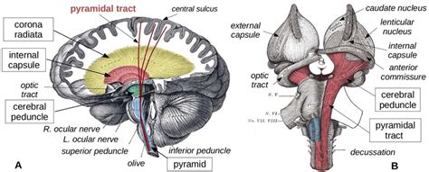 Cerebral Peduncle - Functions & Structure [ Complete Guide ]