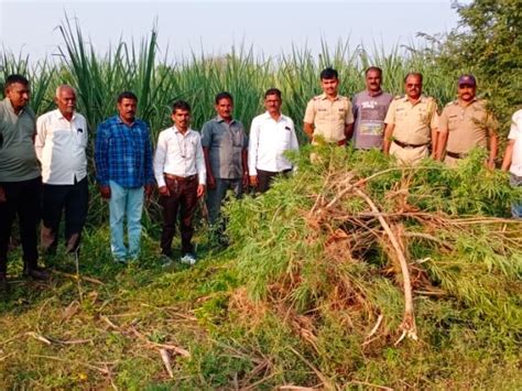 Cultivation of hemp grown as an intercrop in Solapur is the glory of ...