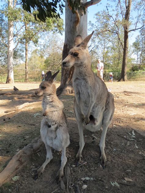 Kangaroo and joey, Lone Pine Koala Sanctuary, Brisbane Australia | Lone pine koala sanctuary ...