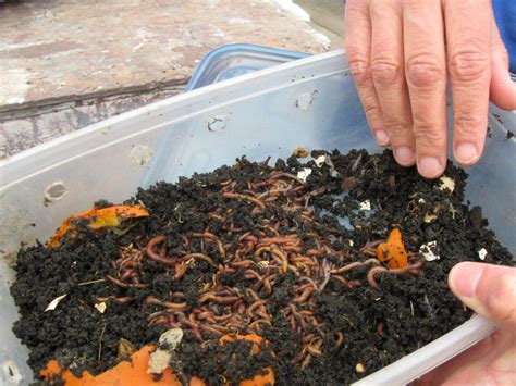 Worm Composting