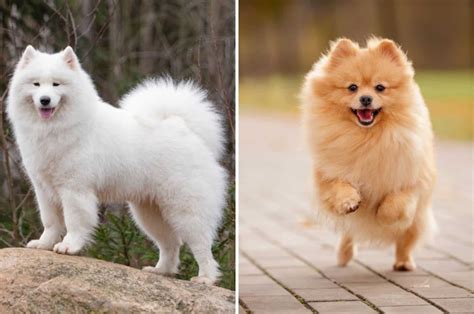 Samoyed Pomeranian Mix: A Cute Hybrid Nobody Can't Resist