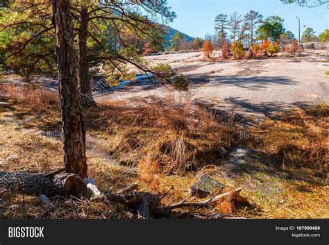 Landscape Trees Dry Image & Photo (Free Trial) | Bigstock