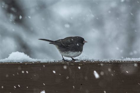 How To Welcome Birds During The Cold Winter?