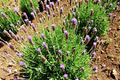 27+ Lavender Varieties for Growing in Pots and Outdoor - Hort Zone