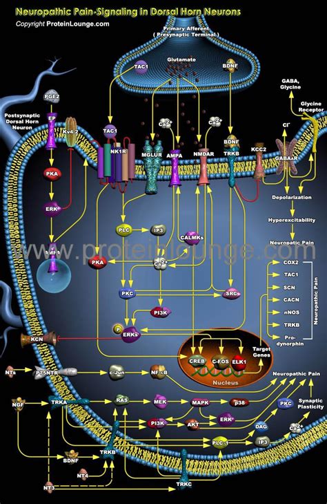 Biological Databases and Tools - Neuropathic Pain-Signaling in Dorsal Horn Neurons | Protein Lounge