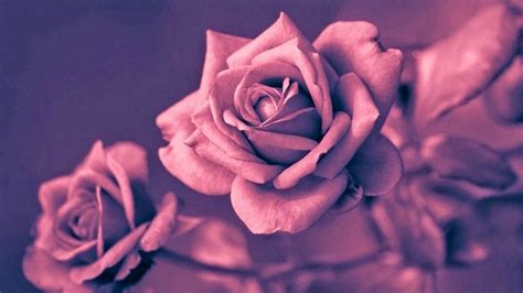 HD Gold Rose Backgrounds – Cute Wallpapers 2023