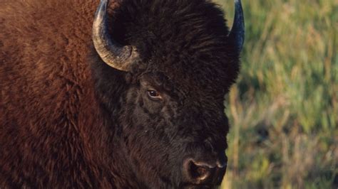 Ancient bison fossils offer hints about 1st humans in southern Canada ...