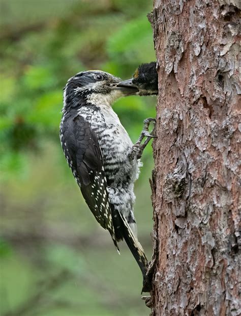 American three-toed Woodpecker - Owen Deutsch Photography