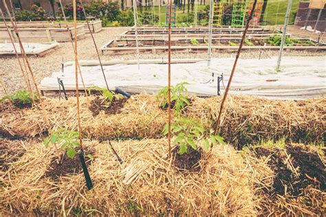 How to Start and Care for a Straw Bale Garden