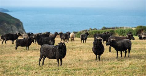 Black Welsh Mountain Sheep Breed Information, History & Facts