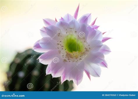 Cactus blooming time stock image. Image of garden, nature - 284270263