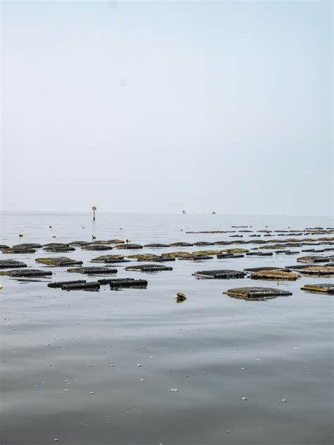 A Look Into the Outer Banks Oyster Trail | NC Oyster Trail